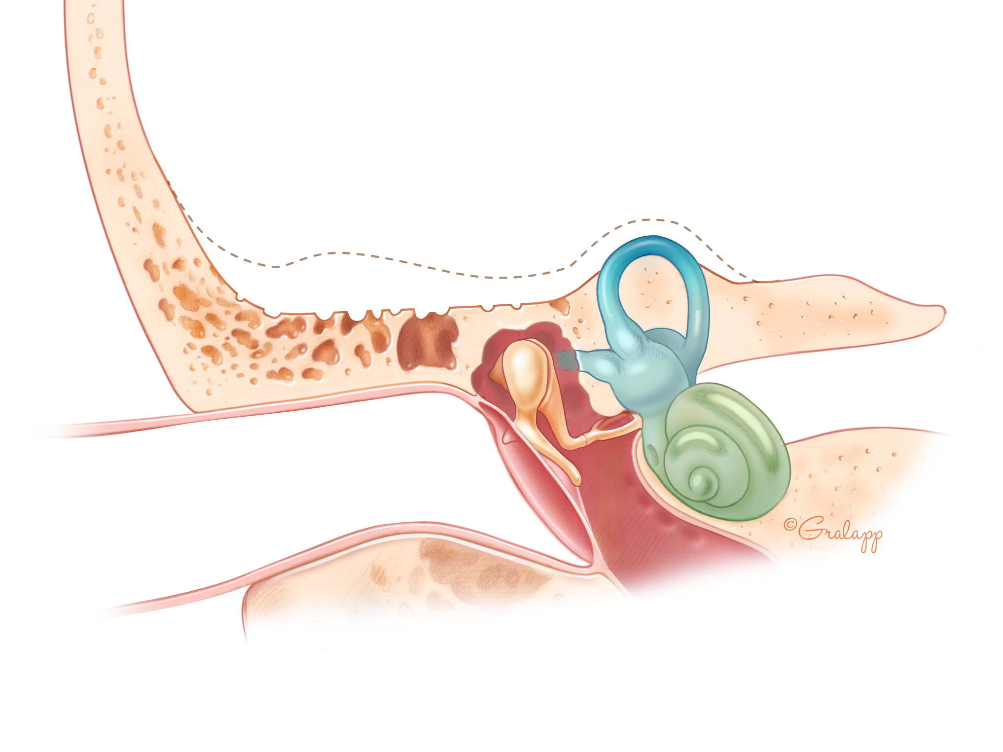 Semicircular Canal Meaning In Biology