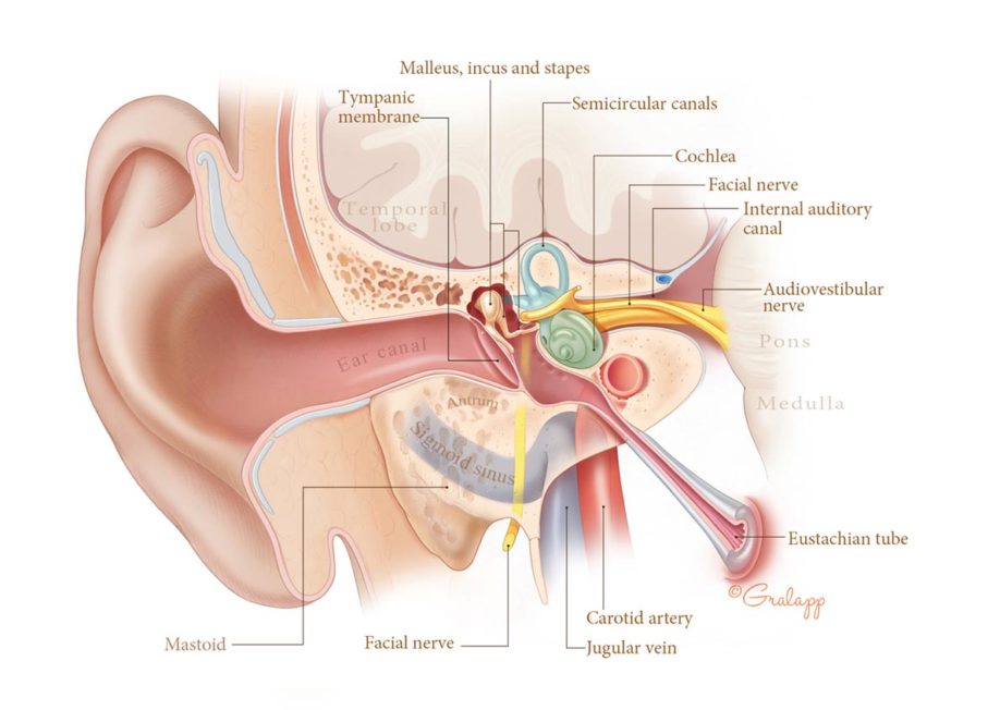 Anatomy of the ear.