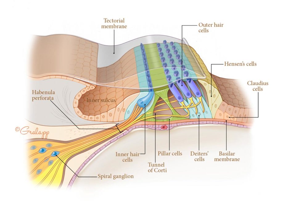 Anatomy of hearing.