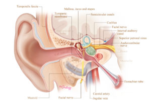 Coronal perspective of the anatomy of the ear which is the illustration used on the cover of this Atlas.