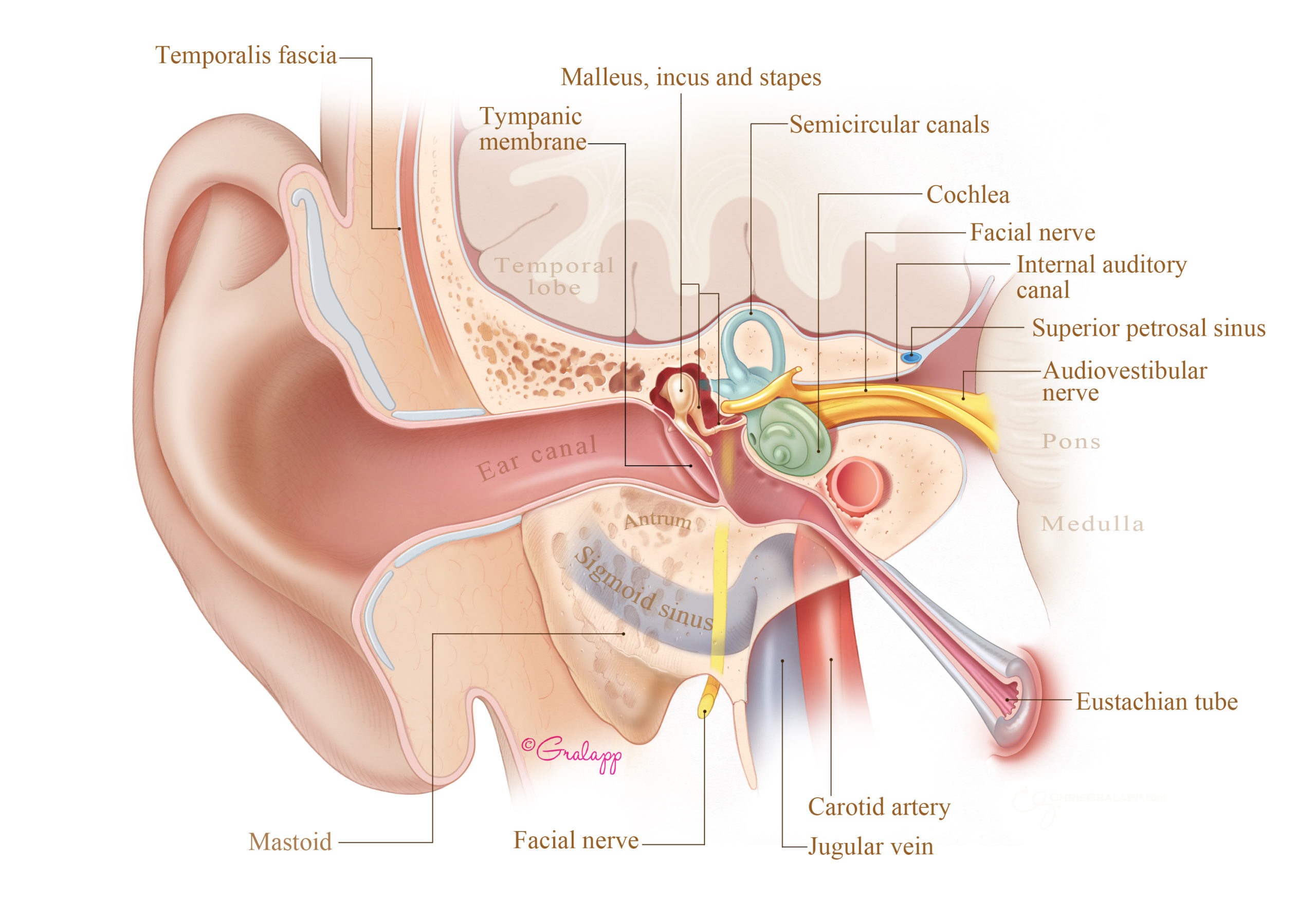 temporal bone carotid canal