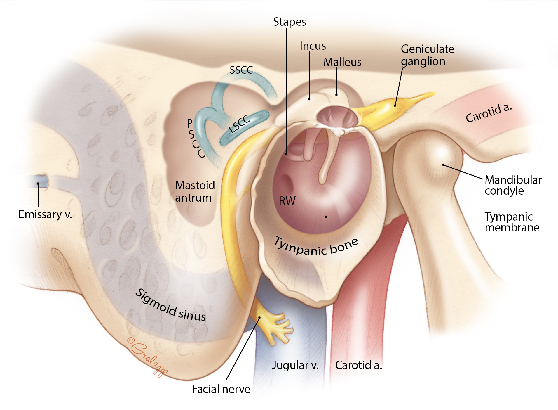 posterior ear anatomy diagram