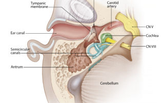 Axial perspective of the anatomy of the ear.