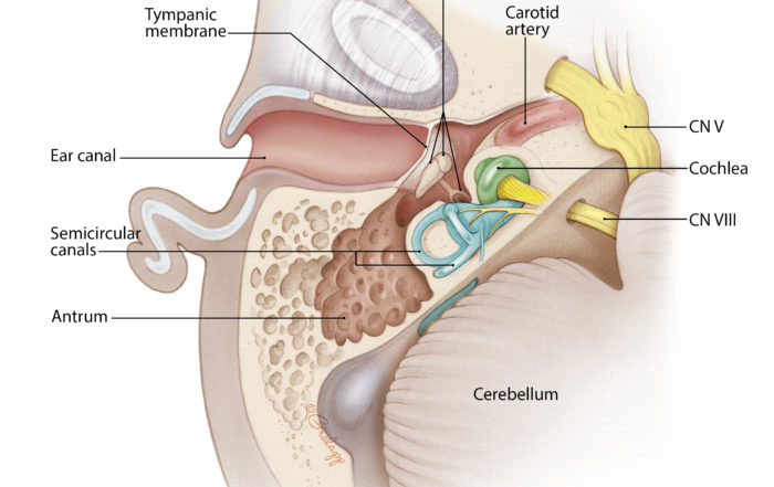 Overview Of Temporal Bone Oto Surgery Atlas