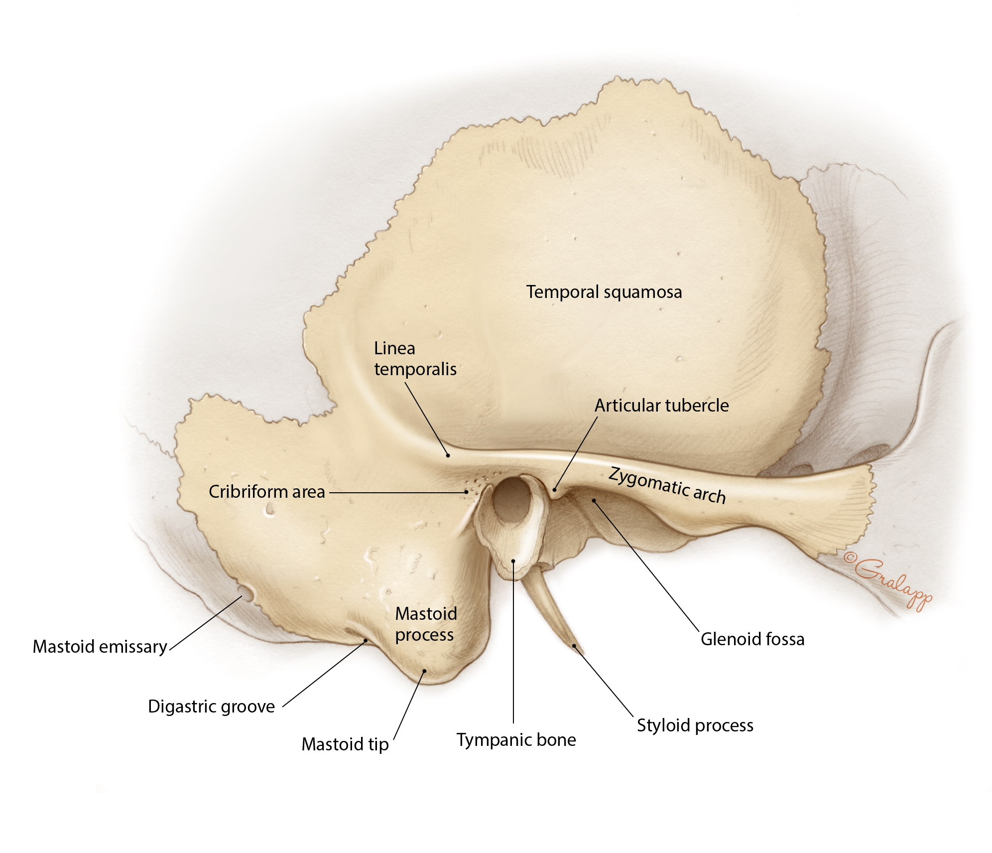 Ear Anatomy Mastoid Bone