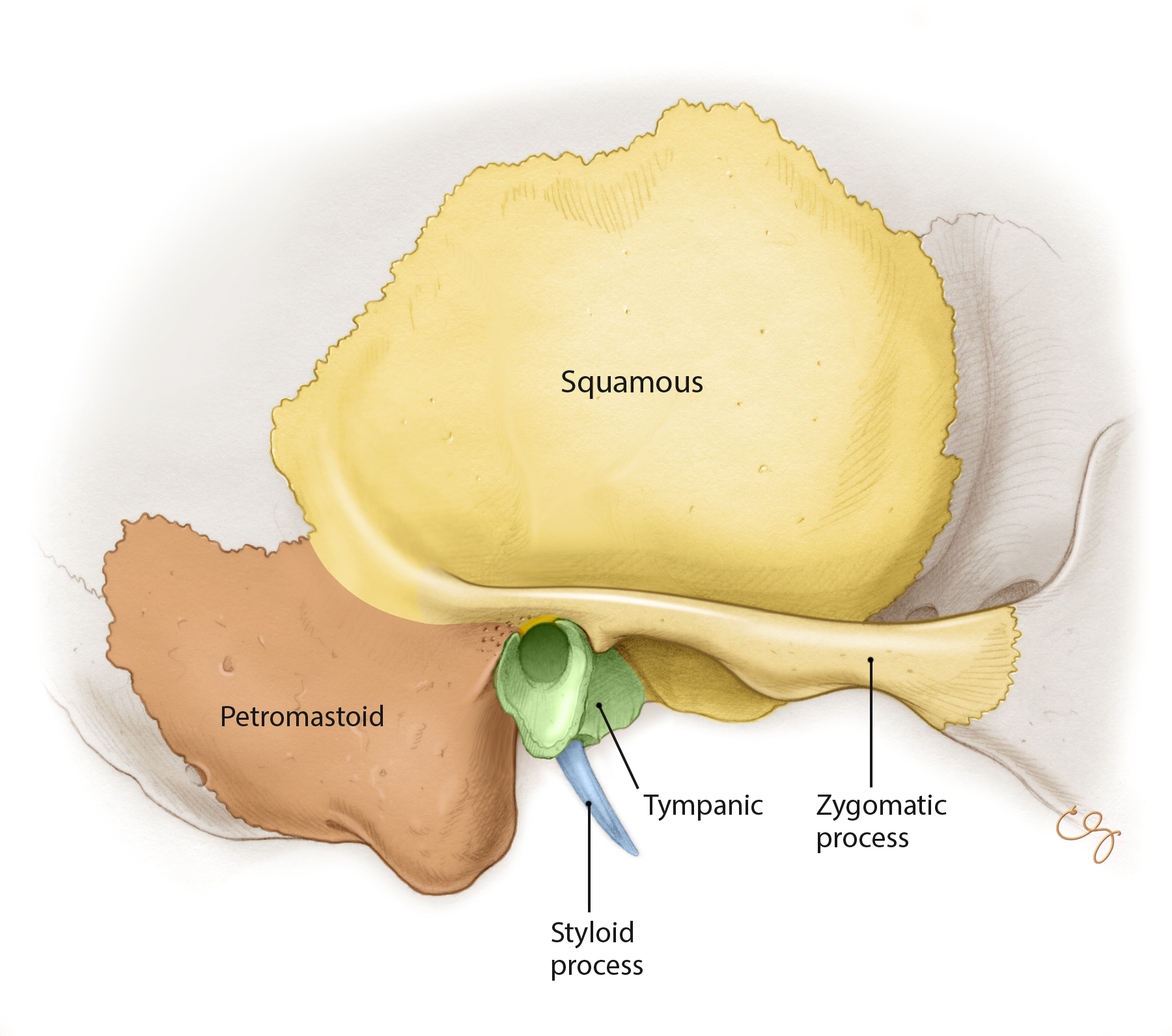 Overview Of Temporal Bone Oto Surgery Atlas 5142