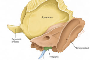 he four osseous components of the temporal bone from medial perspective.