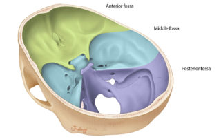 The three fossae of the skull base. The petrous pyramid containing the ear structures separates the middle fossa from the posterior fossa.