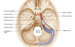 The cranial base as seen from above.