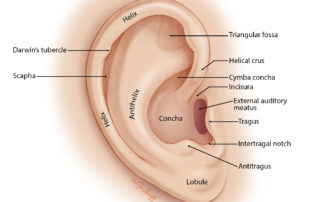 Anatomy of the pinna (auricle).