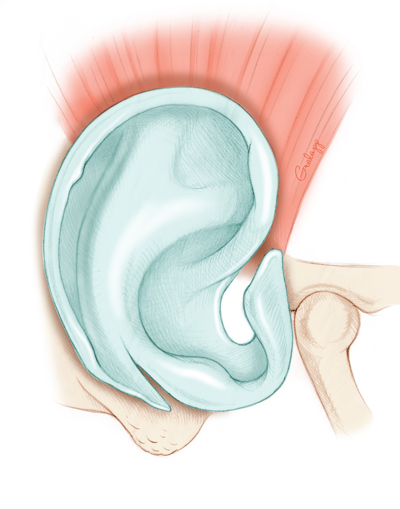 external ear anatomy diagram