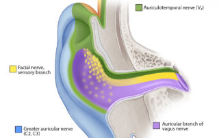 Sensory innervation of the pinna and external auditory canal.