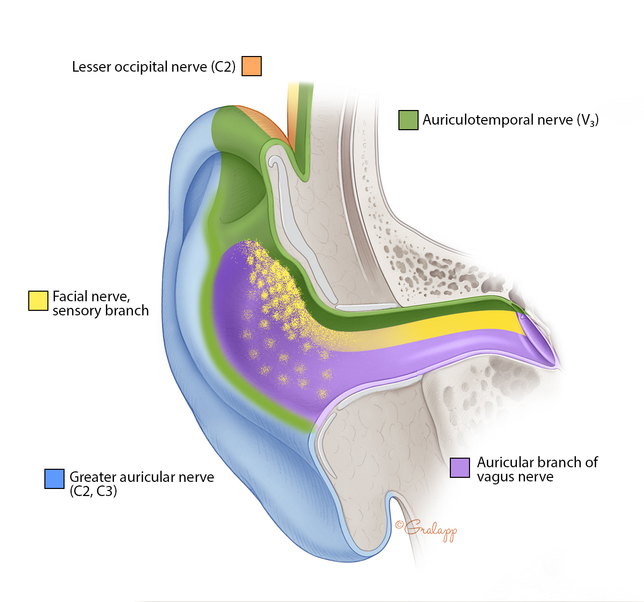 auditory nerve