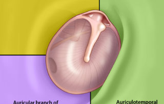 Sensory innervation of the external auditory canal.