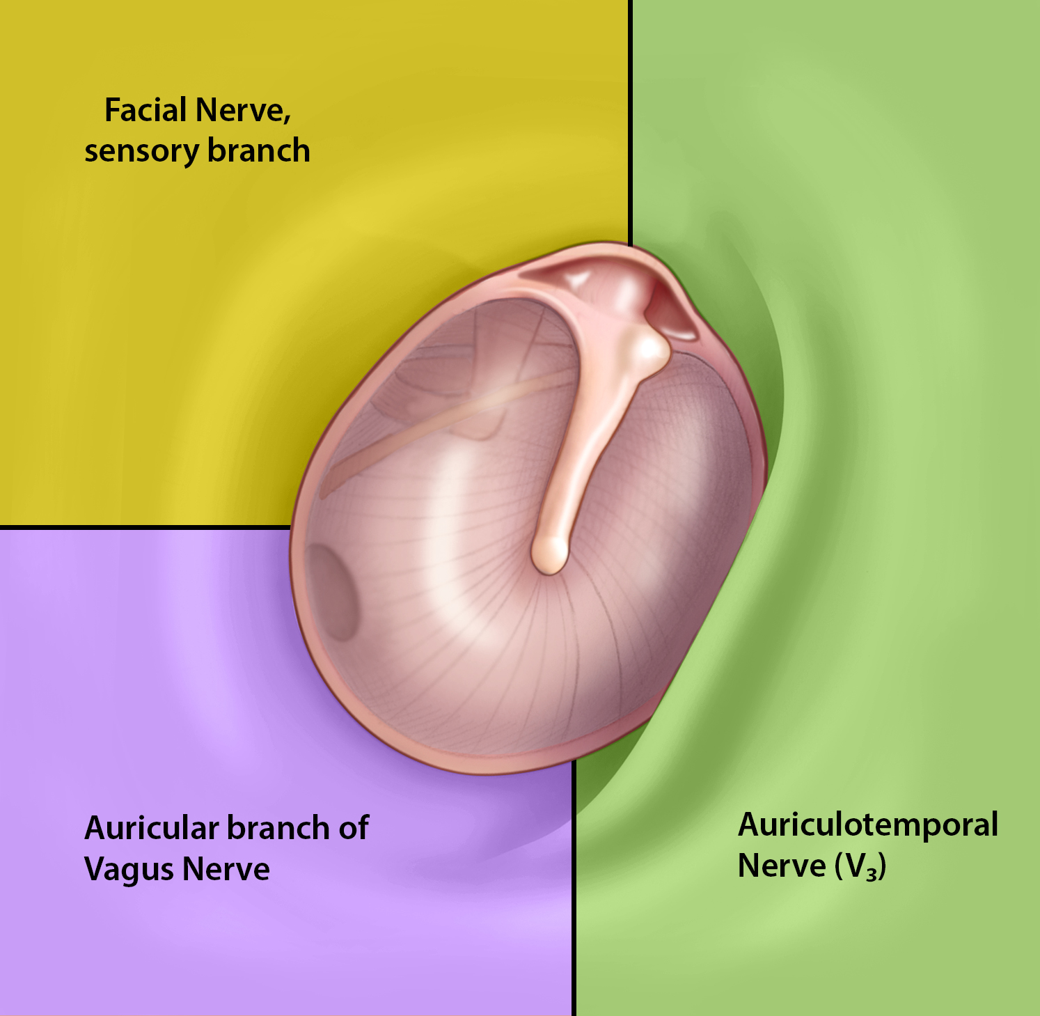 posterior ear anatomy diagram