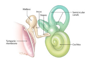Anatomy of the middle and inner ear.
