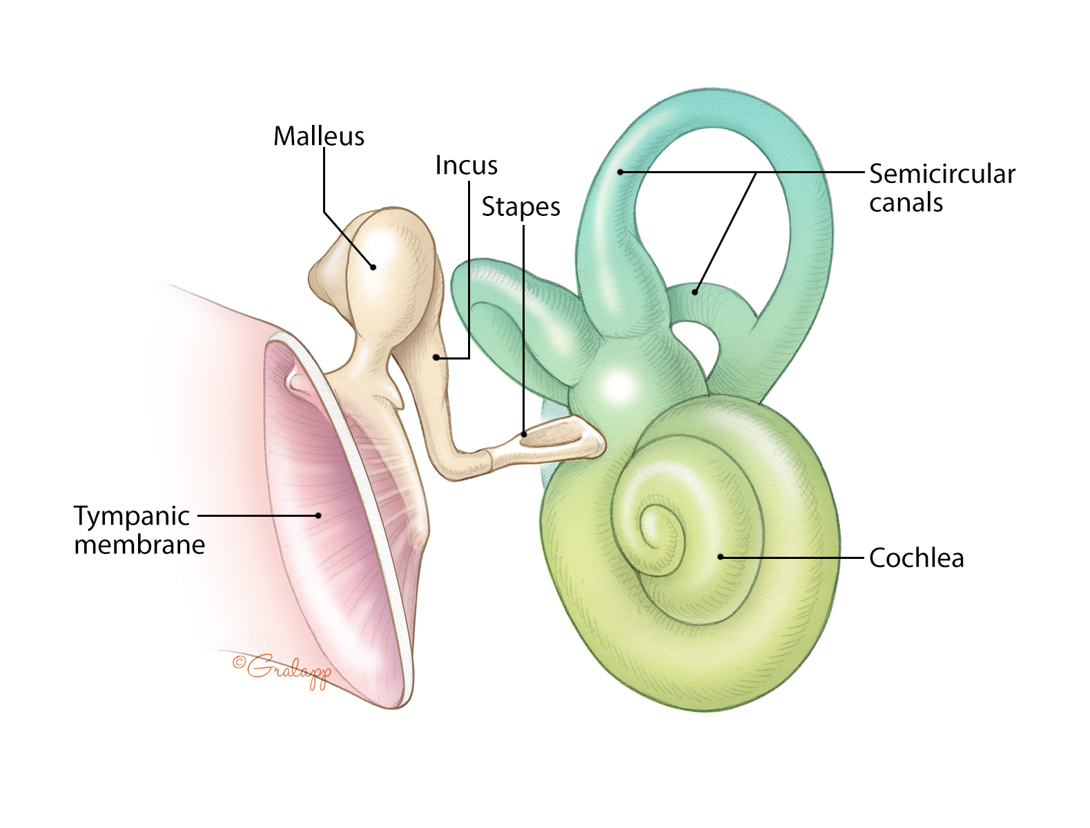 Middle and Inner Ear Anatomy - Malleus, Incus, Stapes