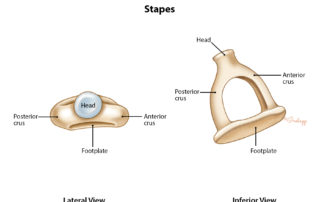 Anatomy of the stapes. The head of the stapes is also known as the capitulum.