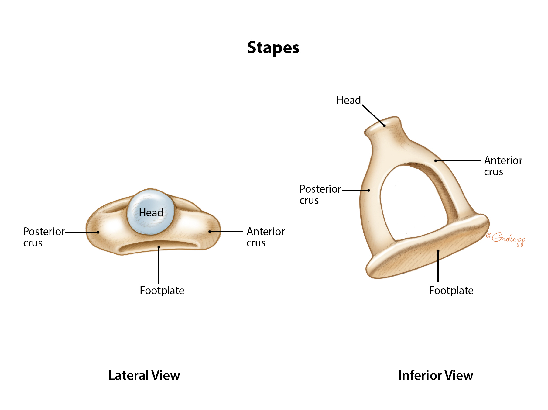 Detail of stapes human middle ear bone - Stock Image - C005/8798