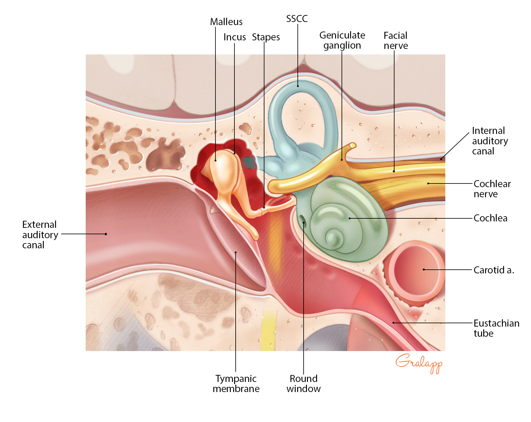 Middle and Inner Ear Anatomy - Malleus, Incus, Stapes