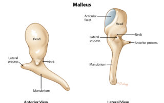 Anatomy of the malleus.