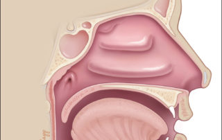Nasopharyngeal orifice of the anatomy of the Eustachian tube.