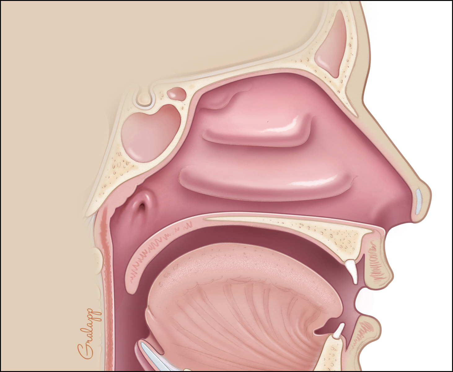 nasopharynx auditory tube