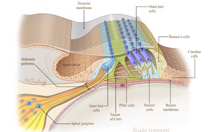 Auditory System – Oto Surgery Atlas