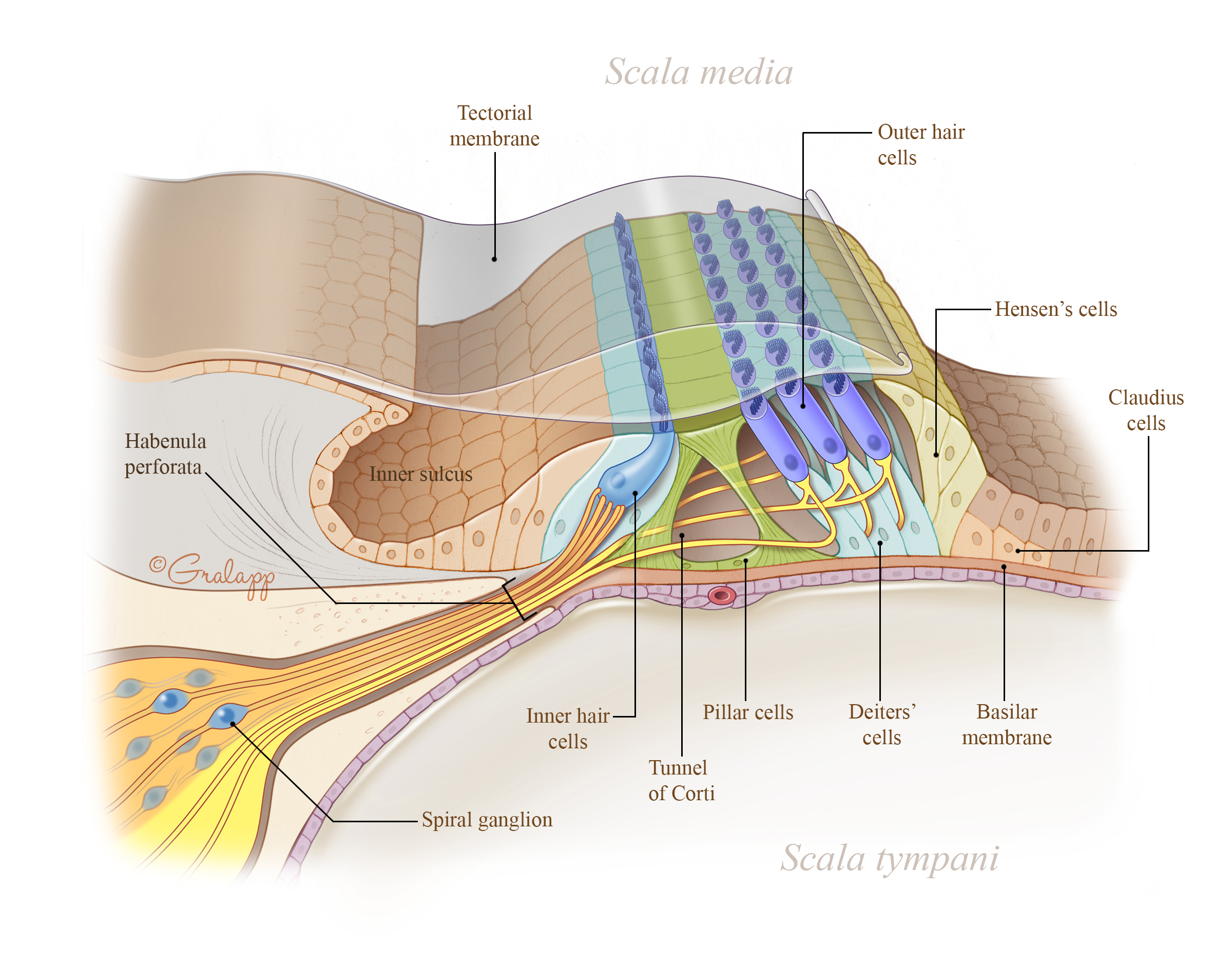 auditory canal function