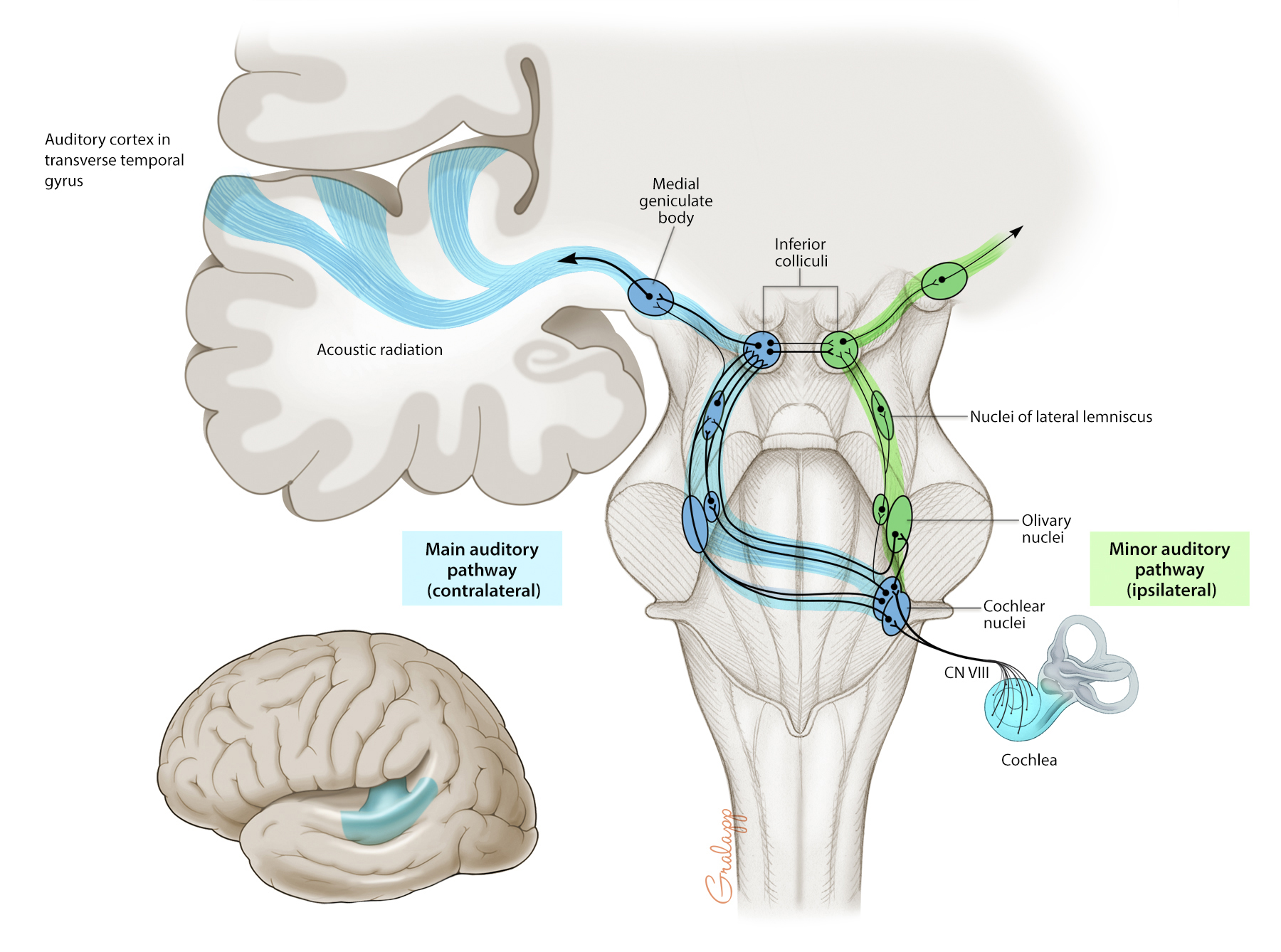 What Is Ascending Auditory Pathway