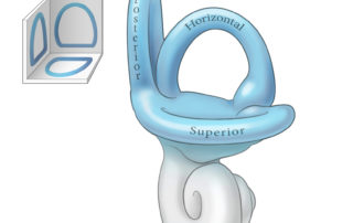 The three semicircular canals, which sense angular accelerations in the three dimensions, are mutually perpendicular.