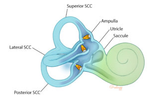 Cupula (orange) in the ampulla of each semicircular canal.