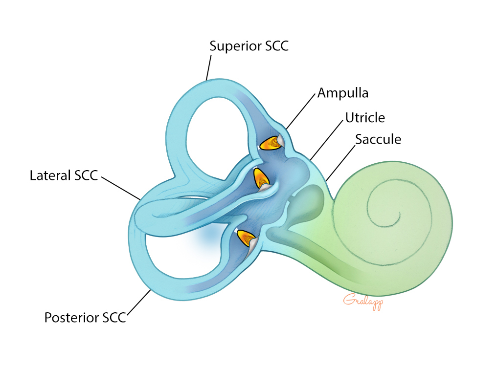 vestibular-system-oto-surgery-atlas