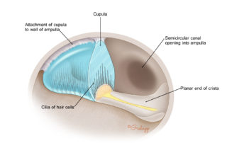 Semicircular canal ampulla.