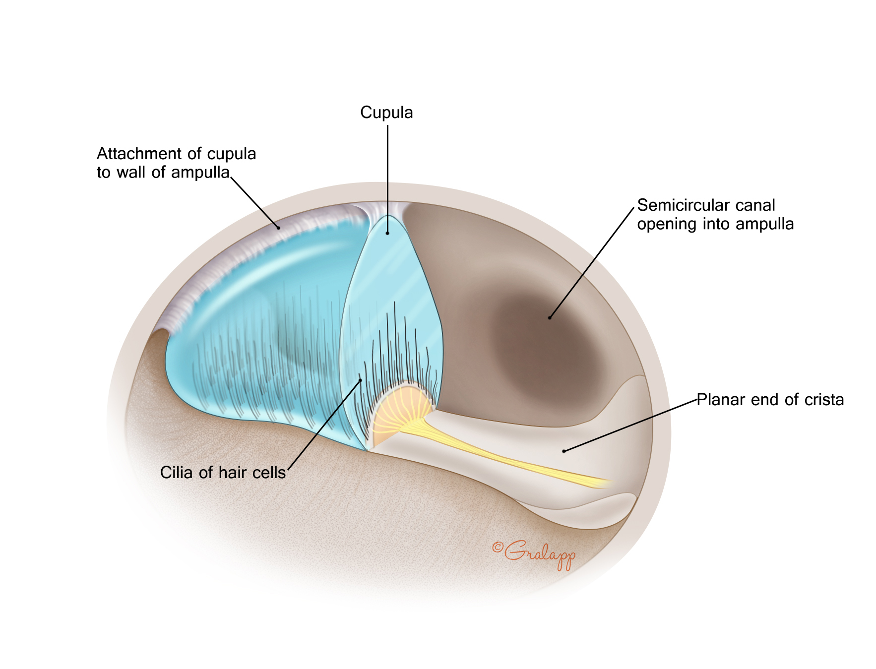 vestibular system cupula