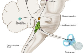 The central vestibular system in sagittal view showing connections to the cerebellum and both oculomotor (eye control) and spinal tract (postural control).