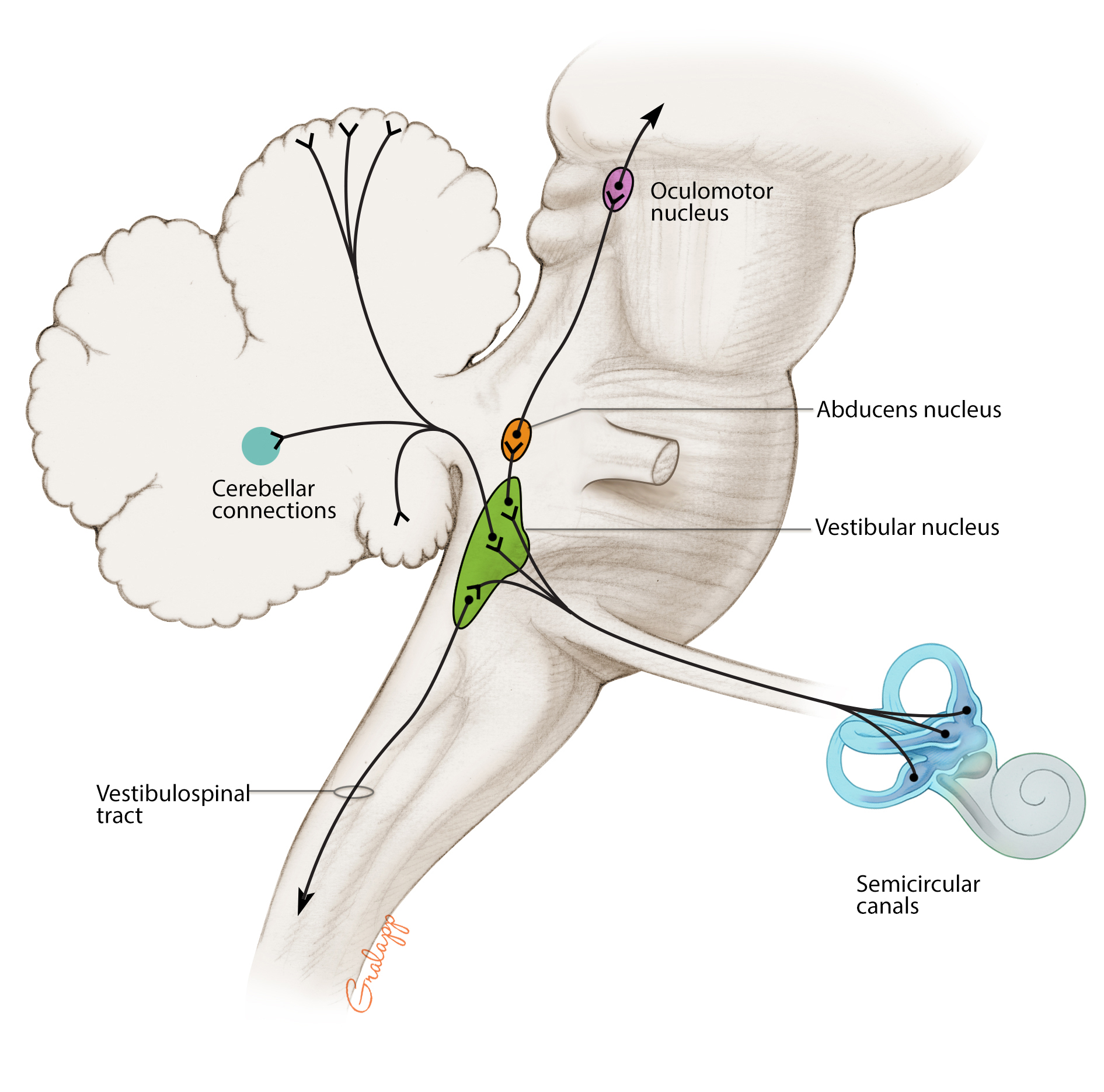 O Que O Vestibular NAZAEDU O Que O Vestibular NAZAEDU