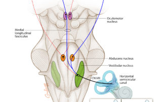 Central vestibular system illustrating connections involved in the oculomotor reflex.