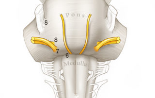 Ventral perspective of the brainstem depicting the root entries and proximal course of cranial nerve entries of V to VIII. Note the seventh nerve enters inferior to the eighth. Most previous illustrations contain errors in the depiction of these anatomical details. (Used with permission from Corrales CE, Jackler RK, Mudry A. Perpetuation of errors in illustrations of cranial nerve anatomy. J Neurosurg 2016;28:1–7.)