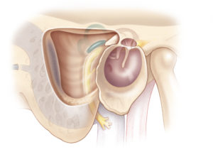 Middle Ear & Mastoid – Oto Surgery Atlas