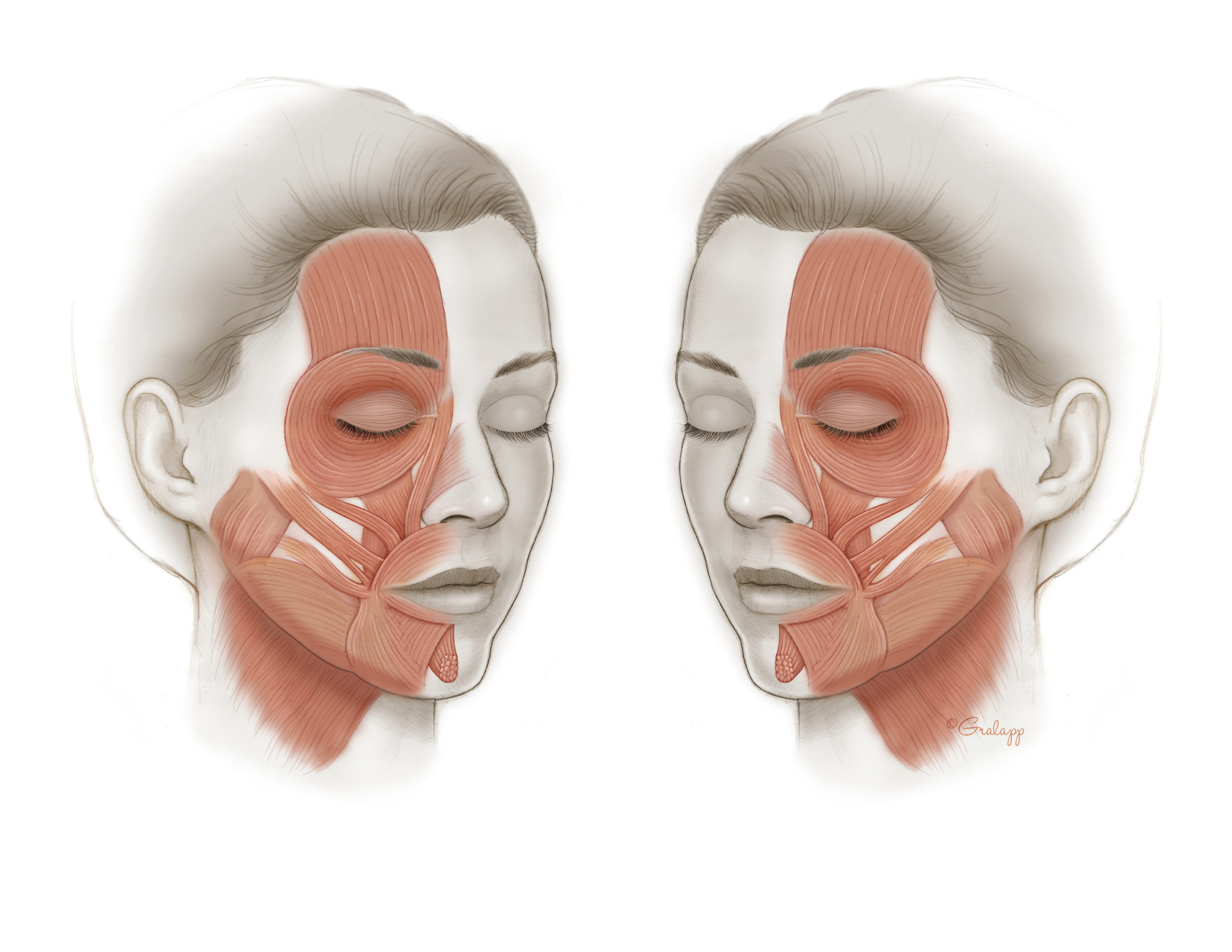 Anatomy of the Facial Nerve – Oto Surgery Atlas